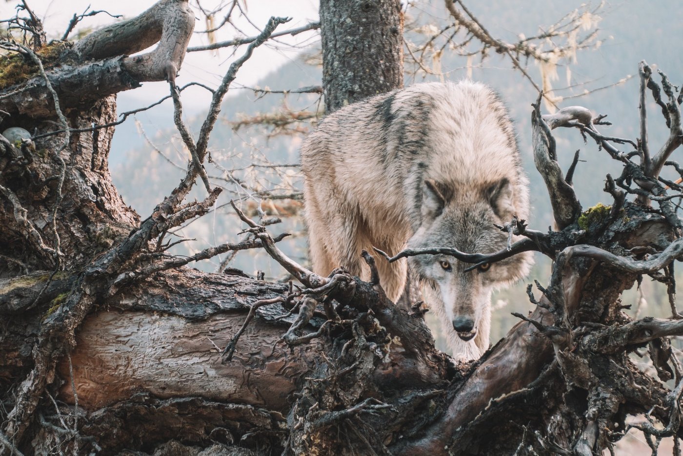 Die Gantrisch-Wölfin wurde erlegt, als sie erneut versuchte, in eine Nutztierherde einzudringen. (Bild Unsplash)