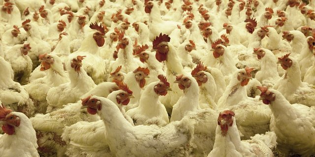 30 000 Tiere müssen in Deutschland aufgrund der Vogelgrippe getötet werden. (Bild Pixabay)