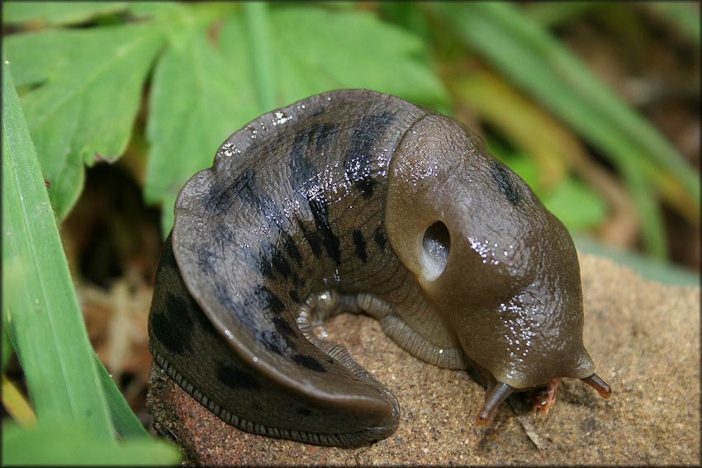 Die Schnecke Ariolimax columbianus. (Bild B. Frank, Jacksonville)