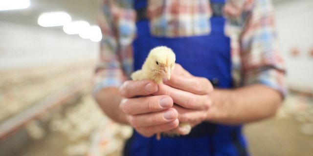 Die männlichen Küken sollen nicht mehr geschreddert werden. (Bild Fotolia/Anna Bizon)