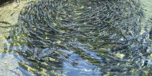 Forellenteich auf einer Fischfarm. (Symbolbild Pixabay)
