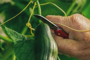 Food Waste: Lebensmittelverluste aus Sicht der Landwirtschaft Nicht alles, was produziert und geerntet wird, wird schlussendlich auch gegessen. Am Food Waste sind alle Stufen der Lebensmittelkette beteiligt. (Bild Pixabay)