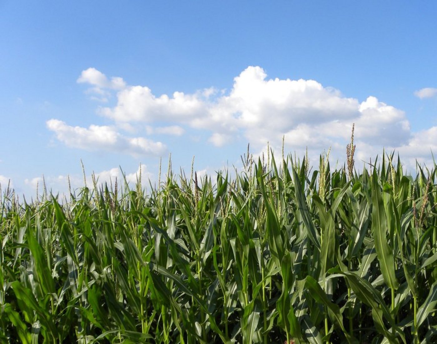 Ein überdurchschnittlich warmer und trockener Sommer setzt der Silomais-Ernte zu. (Symbolbild/Christian Steuber/landwirtschaft.ch)