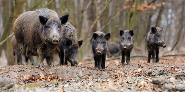 Teilresistente Wildschweine könnten die Verbreitung der Seuche beschleunigen. (Bild BauZ)