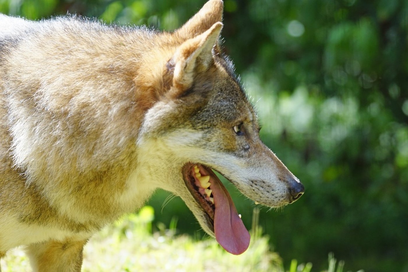 Im tschechischen Böhmerwald haben Wölfe 19 Schafe getötet. (Symbolbild Pixabay)