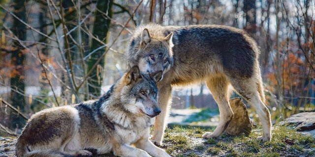 In Gebieten mit Wolfsvorkommen hofft die Landwirtschaft auf eine baldige Revision des Jagdgesetzes und dass Regulierungen schneller möglich sind.
