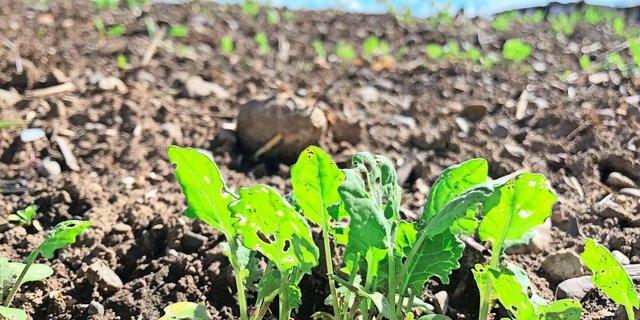 Insbesondere für Raps, Zuckerrüben, Gemüse-  und Obstkulturen fehlen aktuell Alternativen zu Wirkstoffen mit hohem Risikopotenzial. Forschende testen etwa Untersaaten oder Mischkulturen gegen Rapsschädlinge.