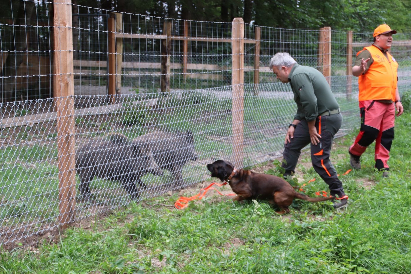 In einer ersten Phase nimmt der Jagdhund am Gatter Witterung mit dem Schwarzwild auf und zeigt dabei typische Jagdeigenschaften. (Bilder Roland Müller)