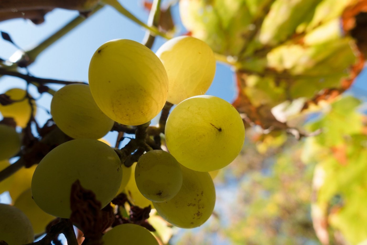 Wein scheint beliebt zu sein. (Bild pd)