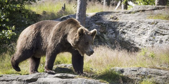 Der Braunbär kann dem Menschen gefährlich werden. (pd)