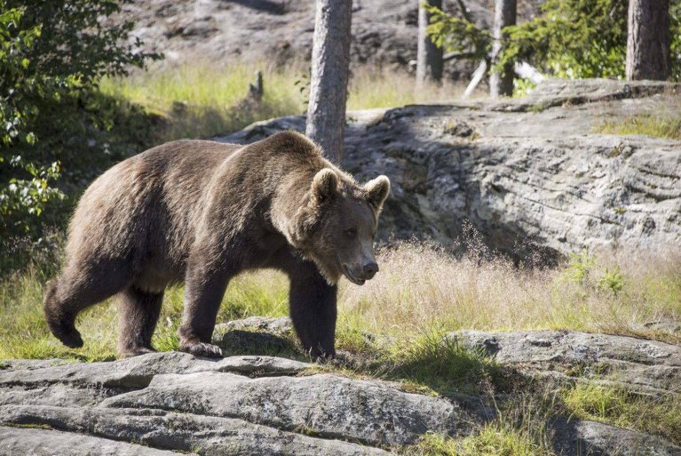 Der Braunbär kann dem Menschen gefährlich werden. (pd)