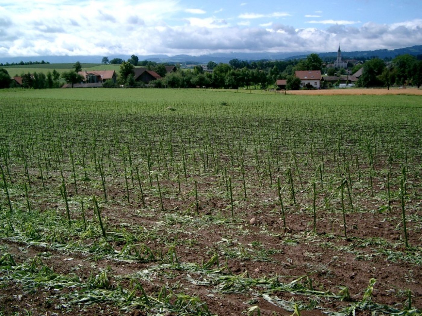 Ein vom Hagel zerstörtes Maisfeld. (Archivbild BauZ)