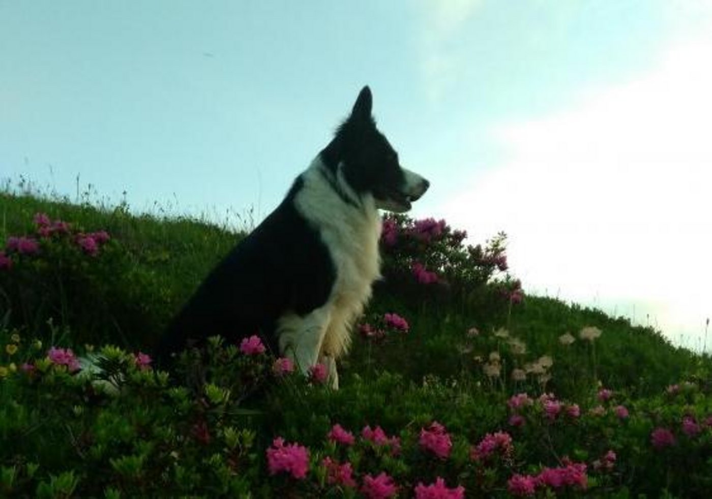 Hund Rocky auf der Lauer. (Bild zVg)