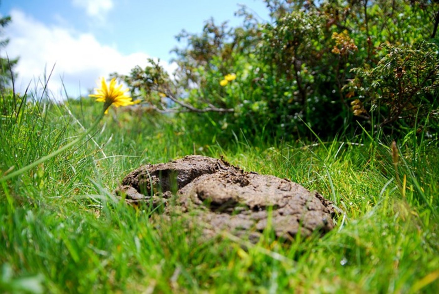 Auf jedem Kuhfladen könnte sich 200 bis 300 Gramm Insektenmasse entwicklen. (Bild pixabay)