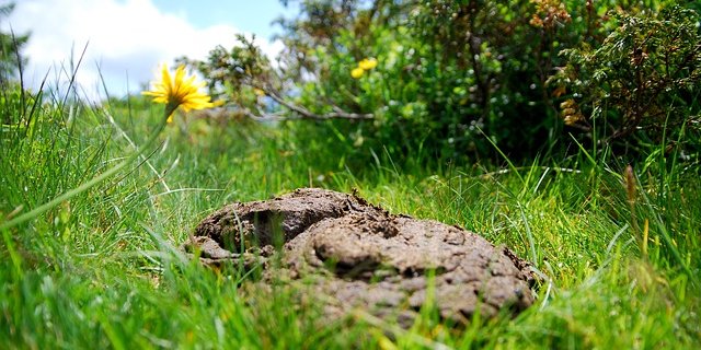 Auf jedem Kuhfladen könnte sich 200 bis 300 Gramm Insektenmasse entwicklen. (Bild pixabay)