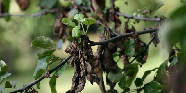 Ein mit Feuerbrand befallener Obstbaum. Für die bakterielle Krankheit gilt nun keine Meldepflicht mehr. (Bild Paethon)