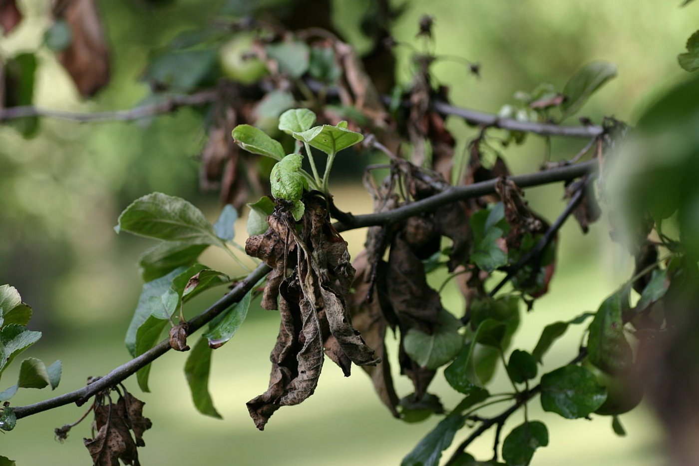 Ein mit Feuerbrand befallener Obstbaum. Für die bakterielle Krankheit gilt nun keine Meldepflicht mehr. (Bild Paethon)