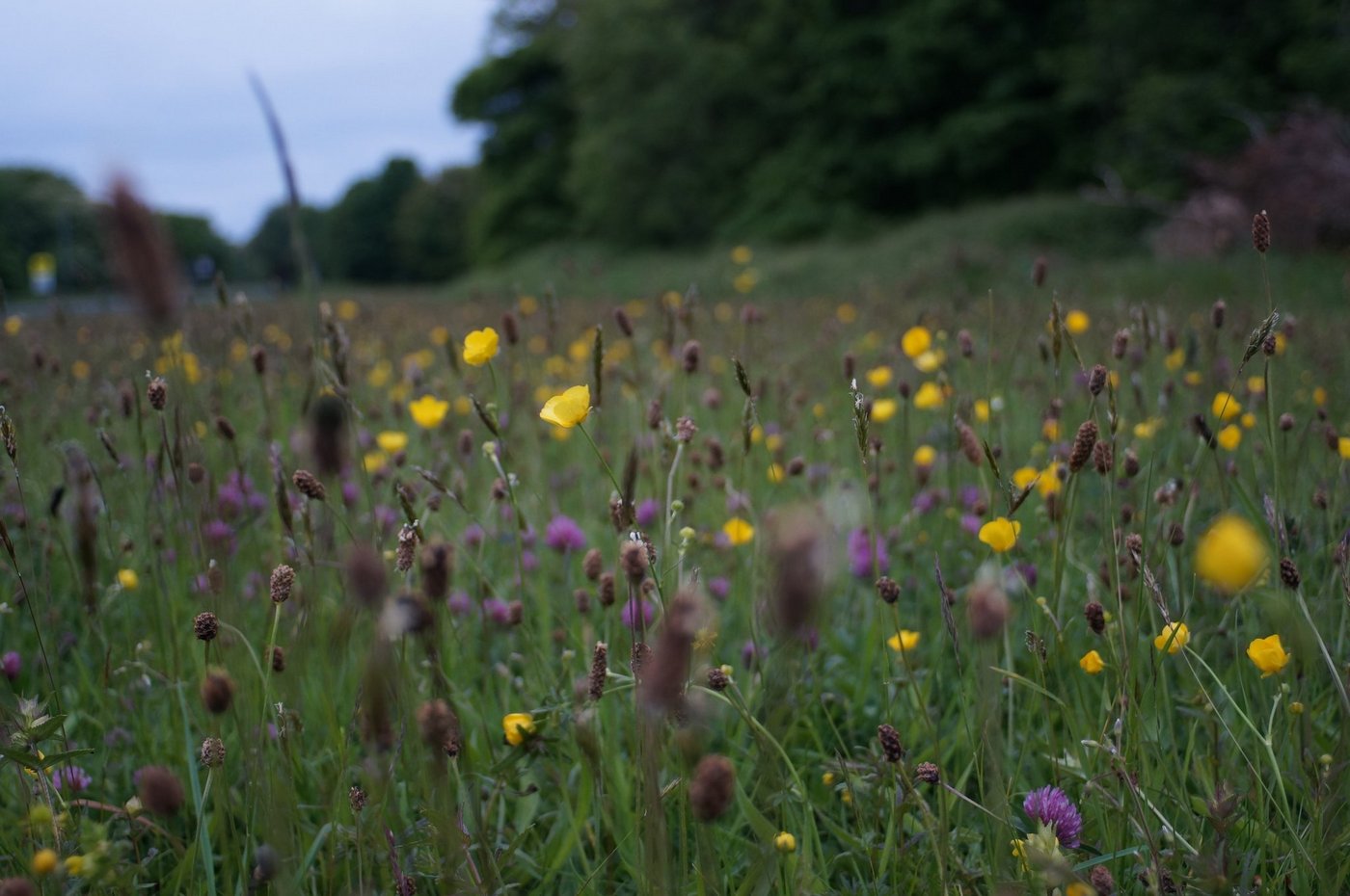 Der Bundesrat will die Biodiversität fördern und erarbeitet einen indirekten Gegenvorschlag zur Biodiversitäts-Initiative. (Bild Unsplash)