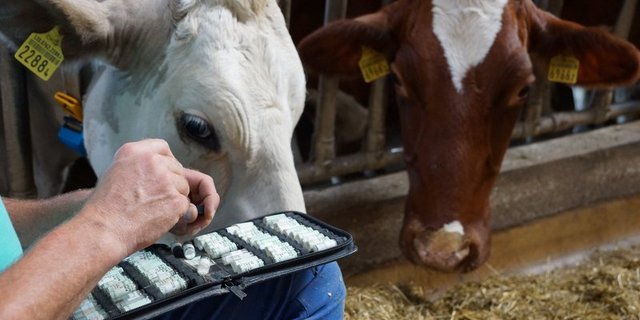 Besonders gute Tiergesundheit wird belohnt, die Massnahmen dafür sollen nicht vorgeschrieben werden. (Bild BauZ)
