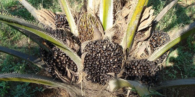 Die Palmölproduktion soll auf Weiden nicht auf Waldflächen stattfinden. (Symbolbild Pixabay)