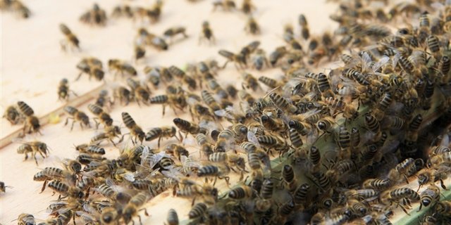 In Europa sind laut einer Studie in den letzten zwei Wintern weniger Bienen gestorben. (Bild Maja Dumat / pixelio.de) 