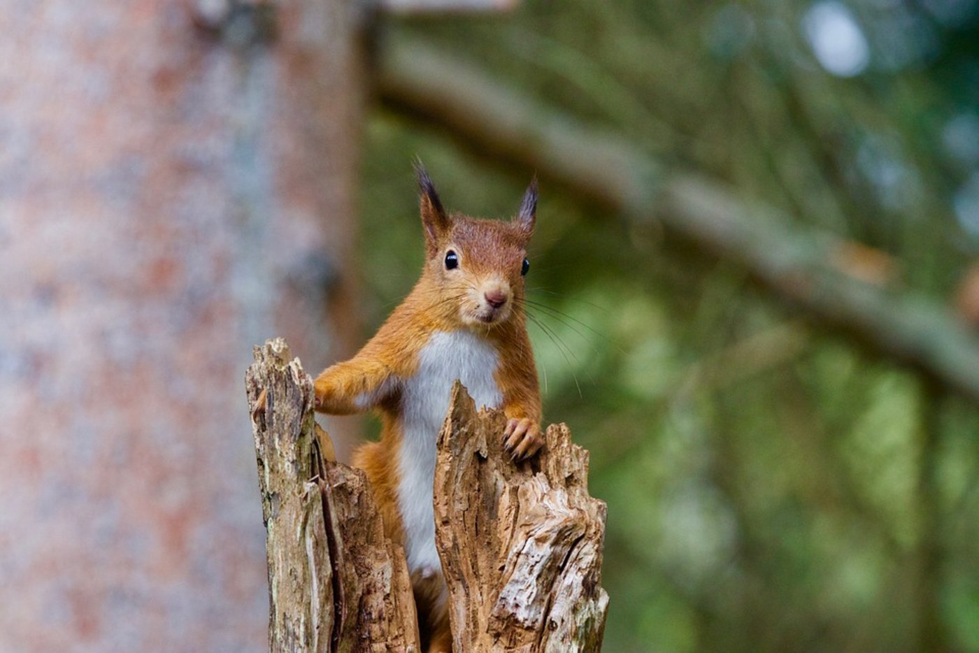 Die Grauhörnchen verdrängen in weiten Teilen Europas zunehmend die rotfarbigen Eichhörnchen. (Bild Pixabay)