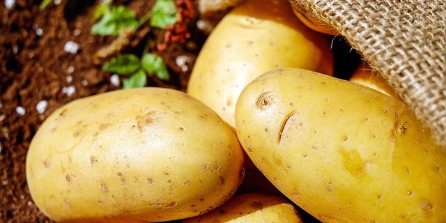 Swisspatat fordert die Kartoffelbauern dazu auf, nicht mehr als die abgesprochene Menge zu produzieren. (Bild pixabay)
