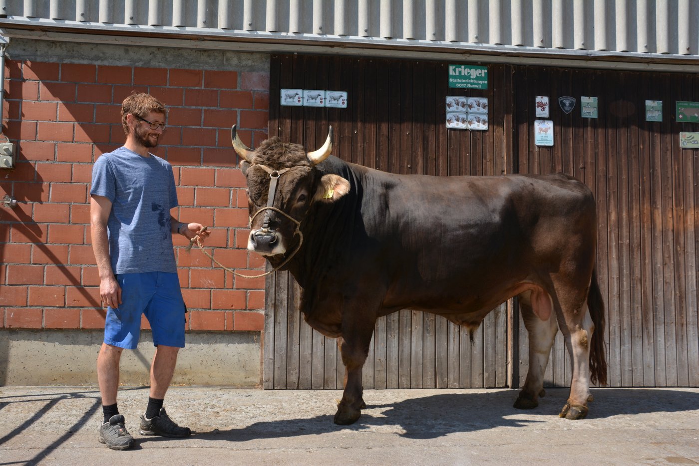 Der dreijährige Zuchtstier ist 2019 Siegermuni am kantonalen Schwingfest.