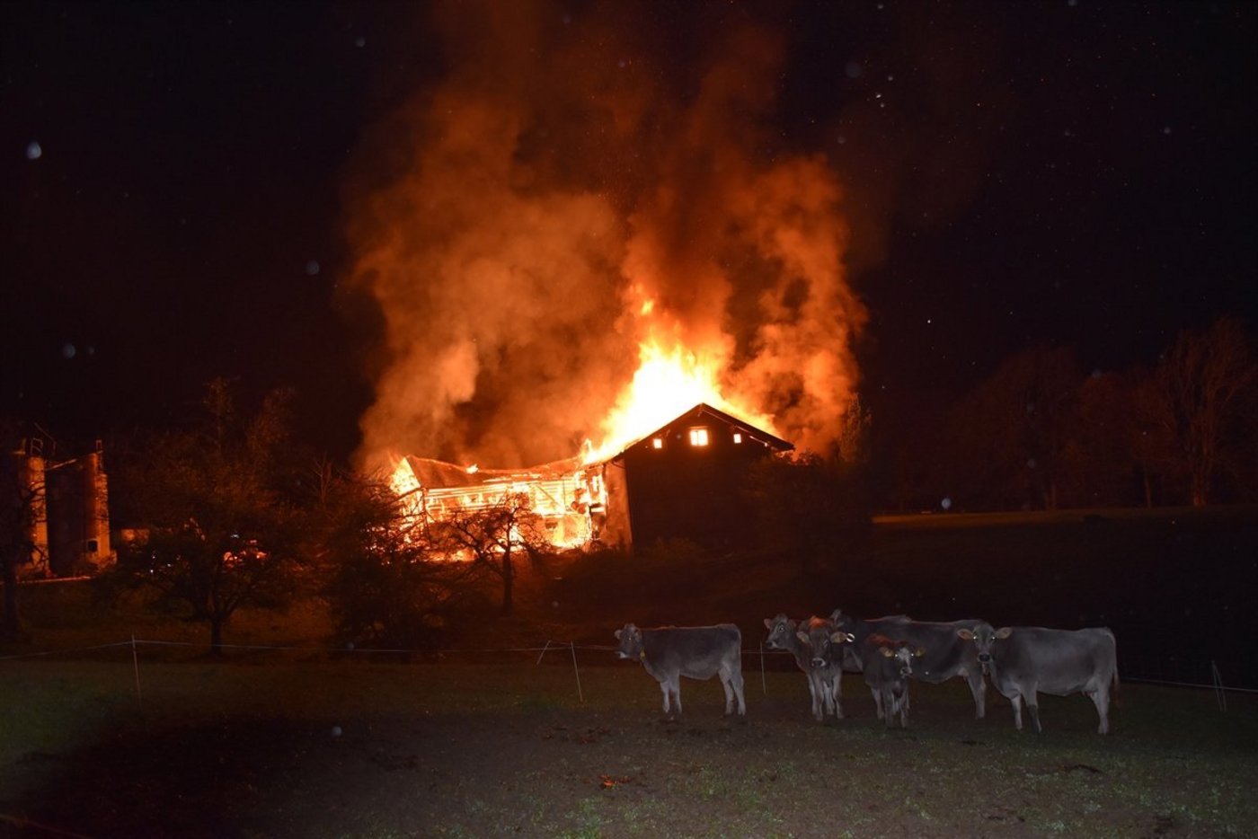 Zur Zeit des Brandes befanden sich drei Kälber noch im Stall. Sie konnten nicht mehr gerettet werden. (Bild Kantonspolizei Graubünden)