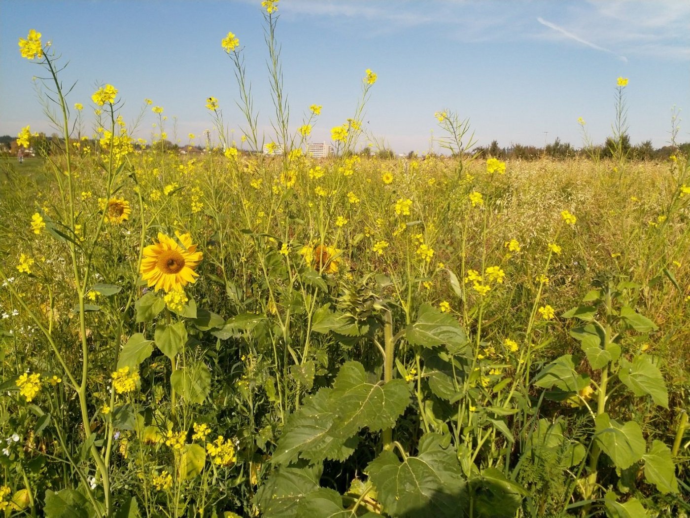 Frühe Saaten wie Sonnenblumen können in der Folgekultur als Durchwuchs zum Problem werden. Abblühende Gründdüngungen sollten deshalb jetzt an der Versamung gehindert werden. (Bild Stefan Stucki)