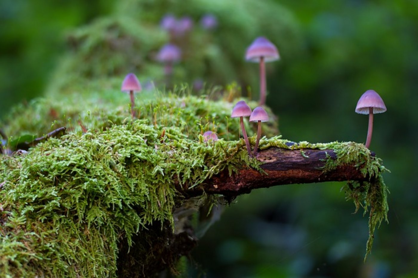 Nein, so spektakulär sieht das Pilz-Fossil nicht aus. Trotzdem wirft sein Alter bisherige Annahmen über den Haufen. (Symbolbild Pixabay)