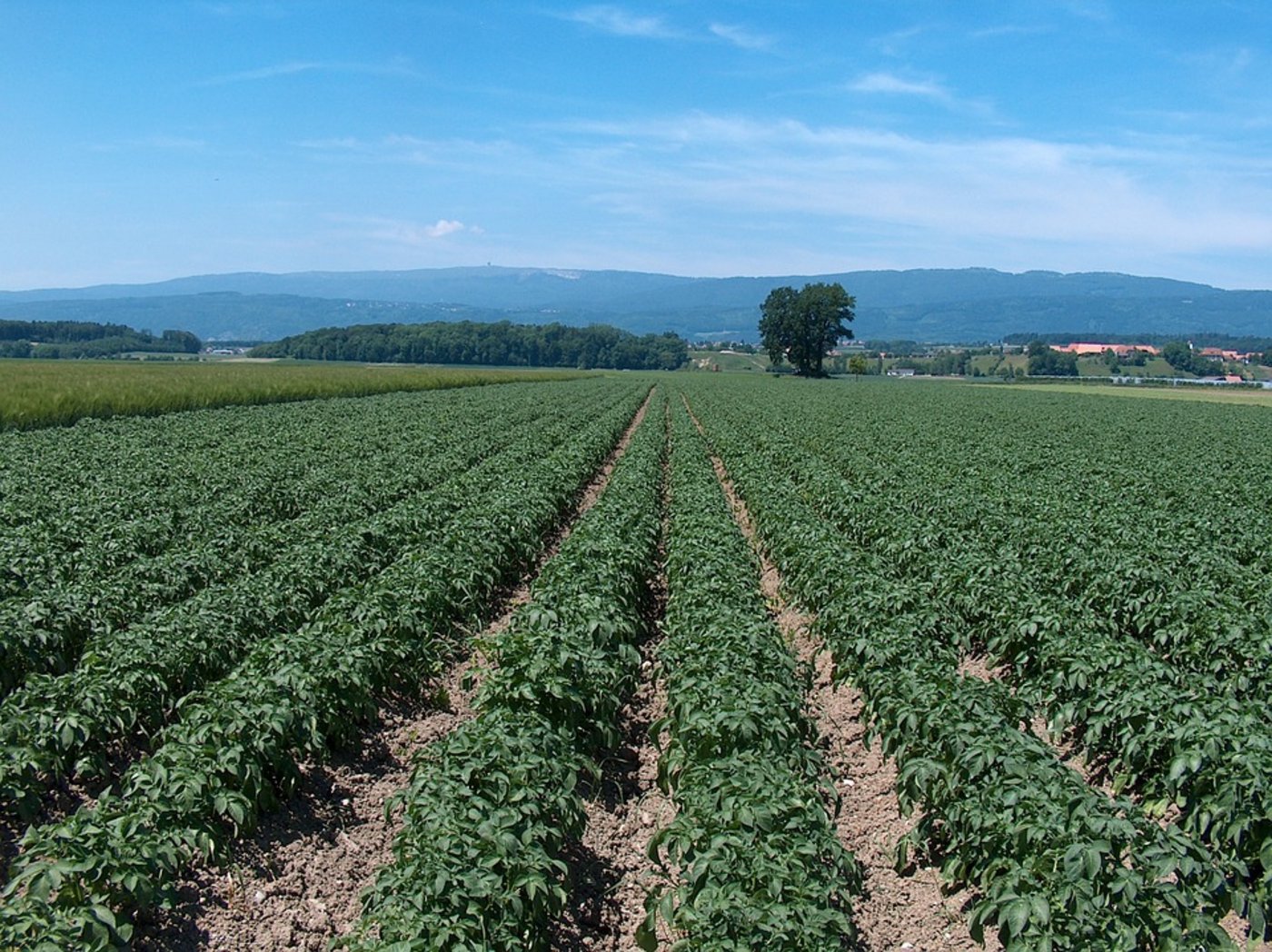 2017 ist in Nordwesteuropa eine besseres Kartoffeljahr als 2016. (Symbolbild Pixabay)