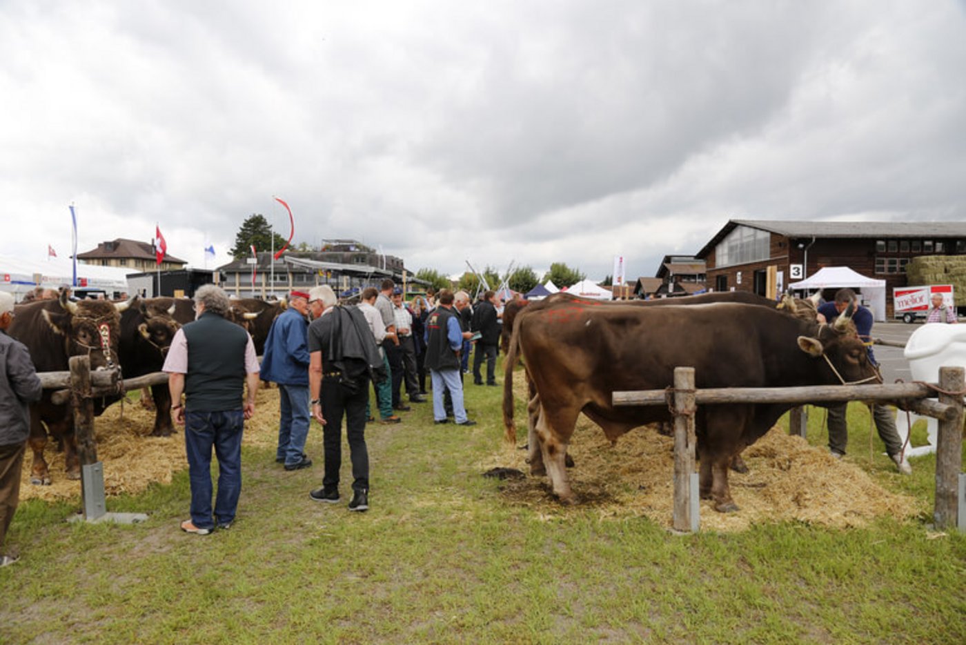 Der jährliche Stieremärt ist Highlight für die Braunviehzüchter und Volksfest zugleich. (Bild lid)