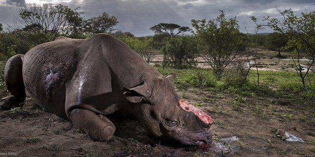 Das Bild eines gewilderten Nashorns gewinnt den Titel Wildlife-Foto des Jahres. (Bild Brent Stirton)