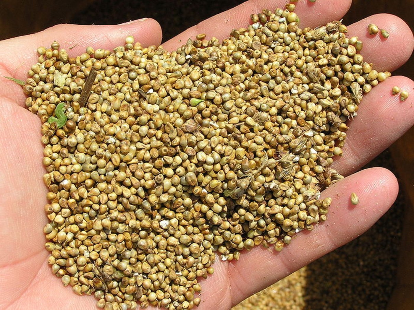 Perlhirse nach der Ernte. (Bild J. Wilson, USDA-ARS)