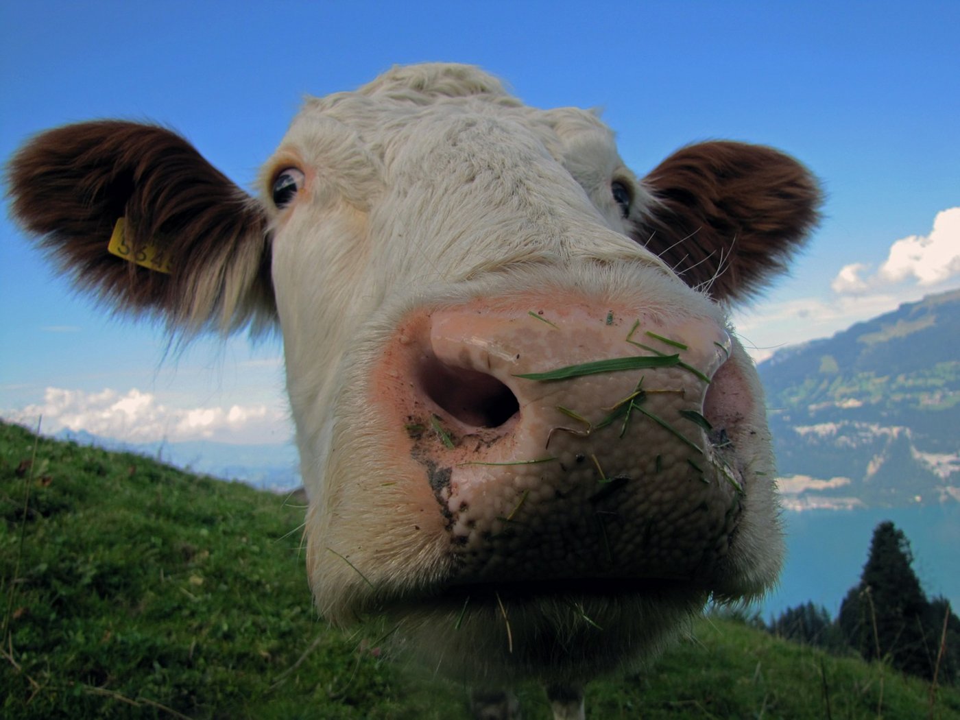 Kuh gleich Mensch? Anti-Speziesisten kämpfen für die Gleichwertigkeit von Mensch und Tier. (Symbolbild Pixabay)
