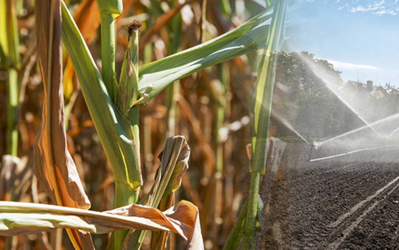 Eine von vielen Fragen die der Klimawandel aufwirft: wie umgehen mit neuen Nutzungskonflikten um Wasser? (Bild Gabriela Braendle, Agroscope)