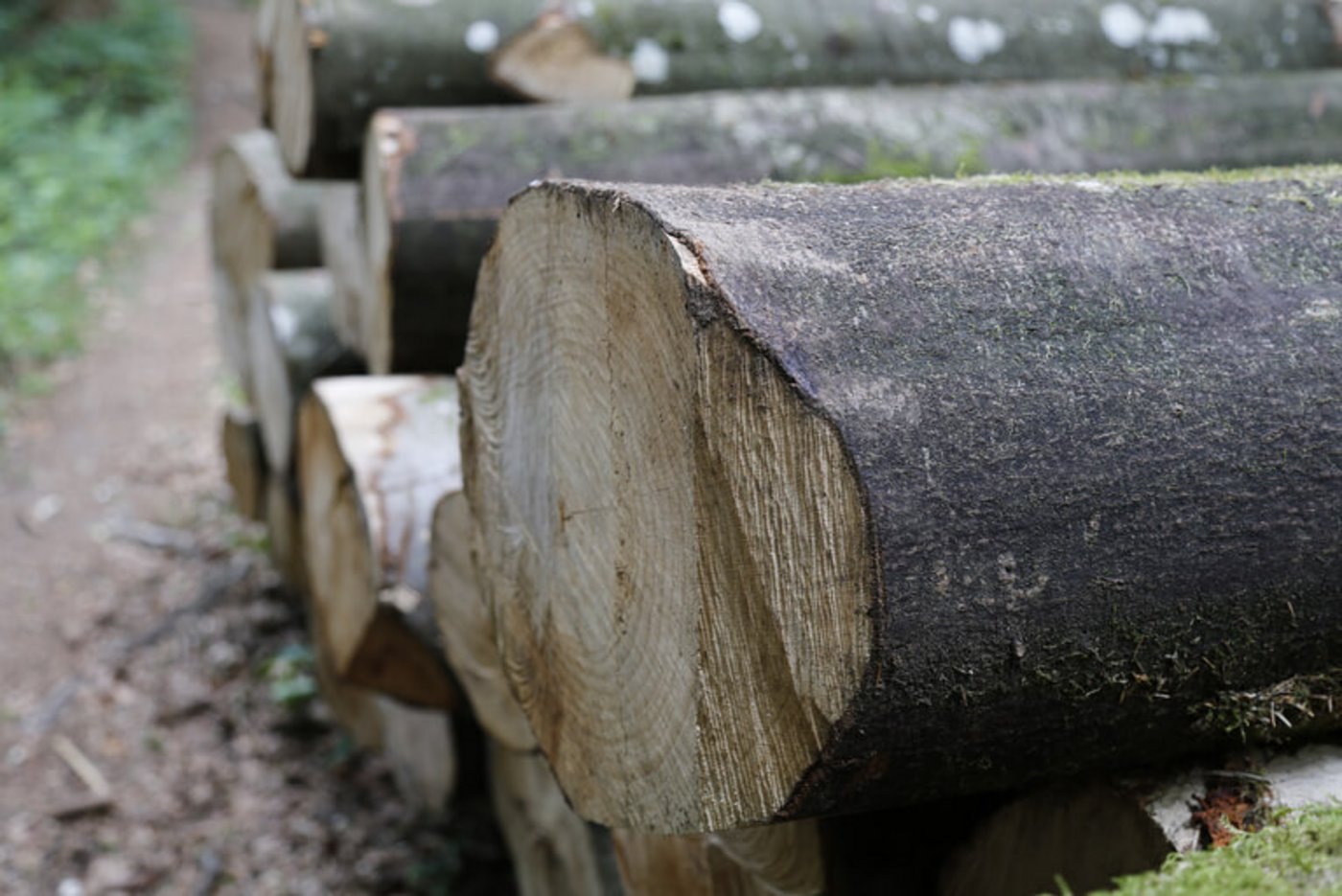 Dem Wald soll geholfen werden. (Bild lid)