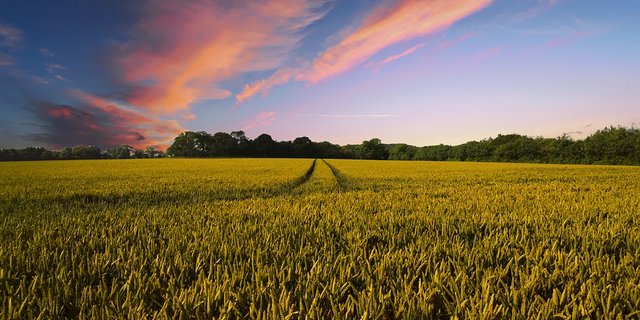 Am Morgen nach dem Ja zum Ernährungsartikel in der Bundesverfassung stehen bereits die nächsten Abstimmungen zum Thema am Horizont. (Bild Pixabay)