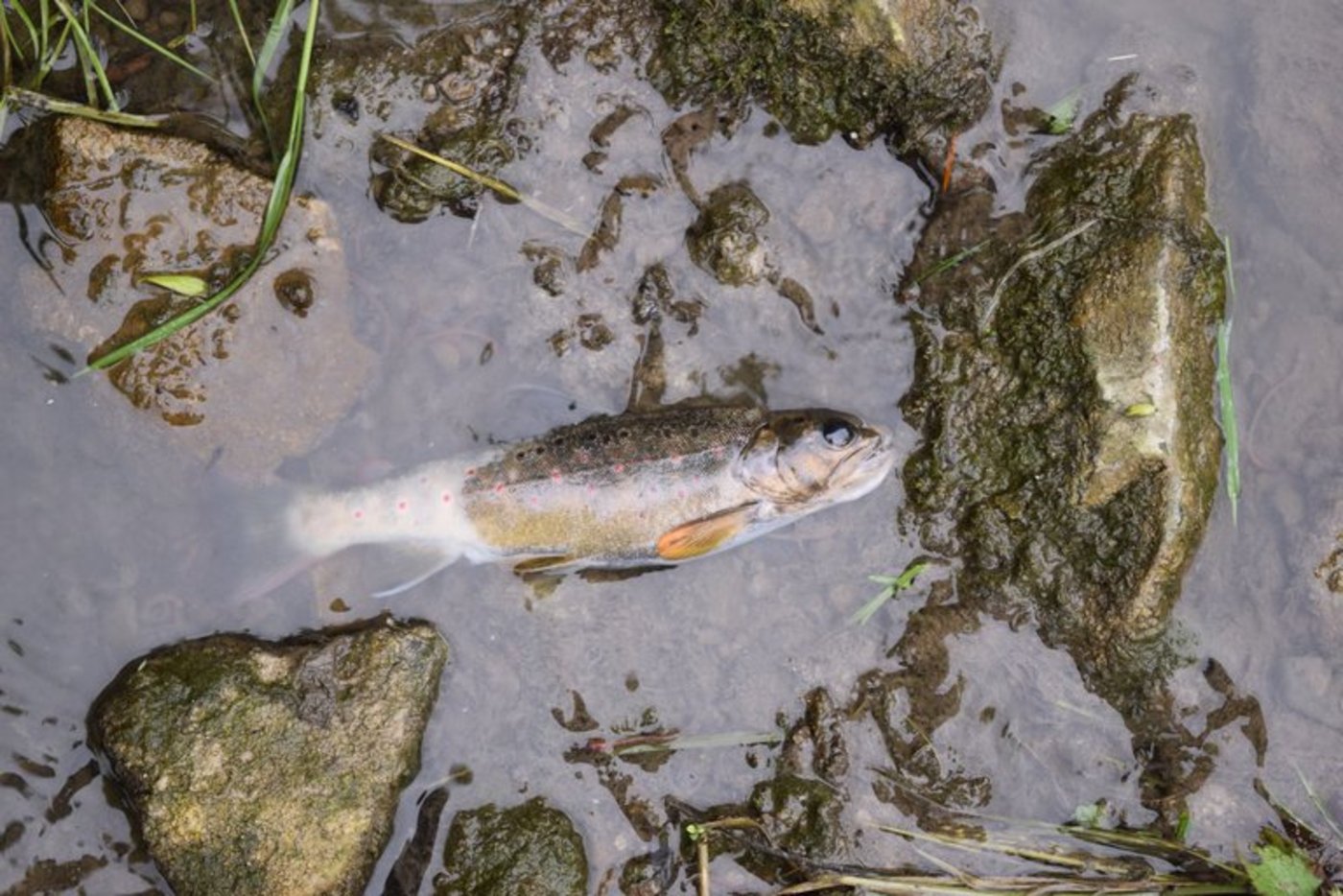 Gewässerverschmutzung mit Fischsterben durch Schmutzwasser nach einer Toi-toi-Reinigung in Rickenbach im Mai 2018. (Bild Luzerner Polizei)