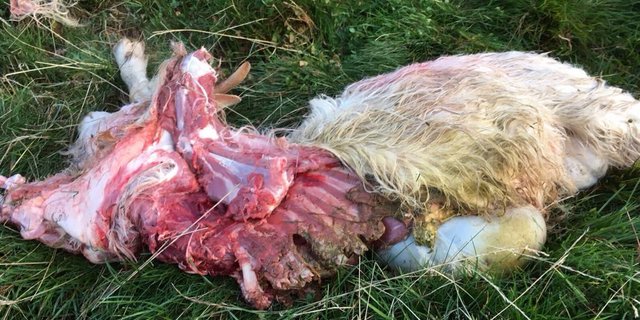 Erschütterndes Bild: Von diesem Schaf ist nicht viel übriggeblieben. (Bild zVg)