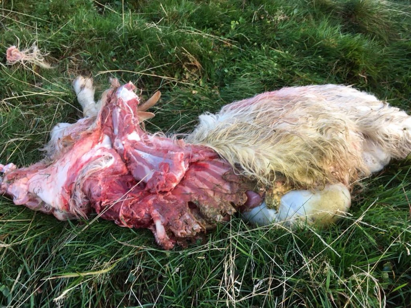 Erschütterndes Bild: Von diesem Schaf ist nicht viel übriggeblieben. (Bild zVg)
