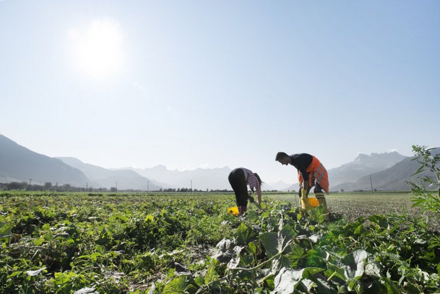 Der Cornichon-Anbau in der Schweiz soll ausgebaut werden. (Bild Hugo Reitzel)