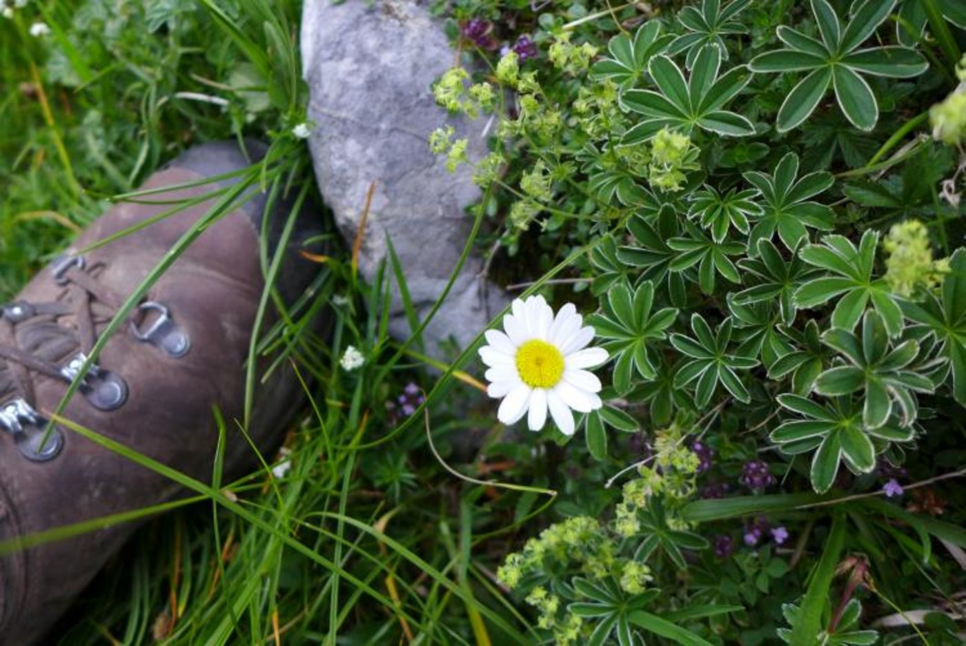 Die Flora auf der Alp Schwandi ist reich... (Bild Lea Kluge)