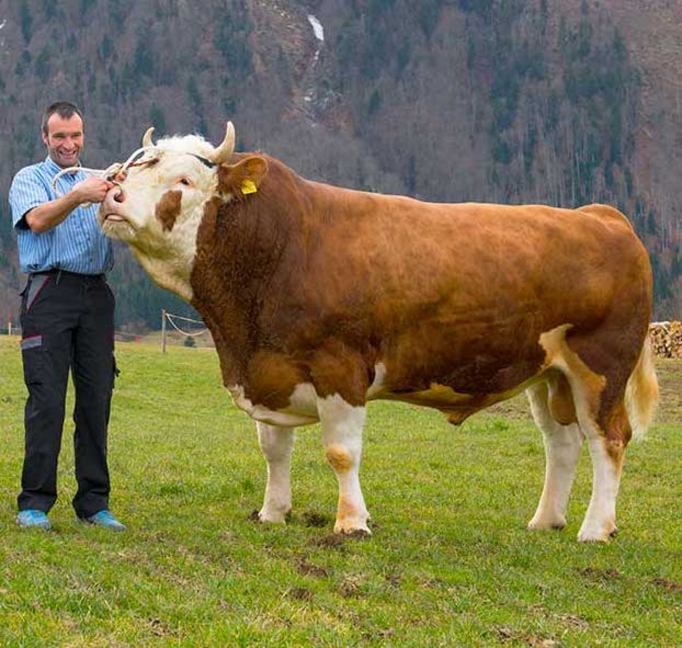 Der erste Preis ist  Siegermuni Jan. Er stammt aus der Zucht der Familie Peter Zimmermann, Lenk.  (Bild zVg)