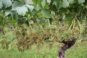 Weinbau: Rebbaukommissär rechnet mit grossen Ertragsausfällen Ein trostloses Bild: Vom Pilz befallene Trauben sind bereits abgestorben und eingetrocknet. (Bild RoMü)