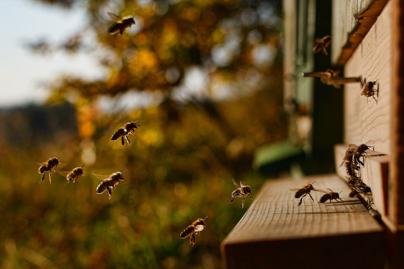 Bienen gelten nicht umsonst als fleissig. Sie sind unersetzlich für die Reproduktion zahlreicher Pflanzenarten. (Bild Pixabay)