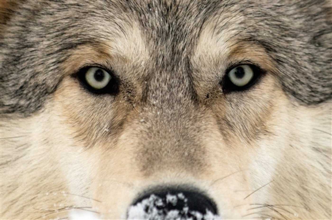 Die nationalrätliche Umweltkommission hält ein Zusammenleben mit dem Wolf für "äusserst schwierig". (Bild Keystone)