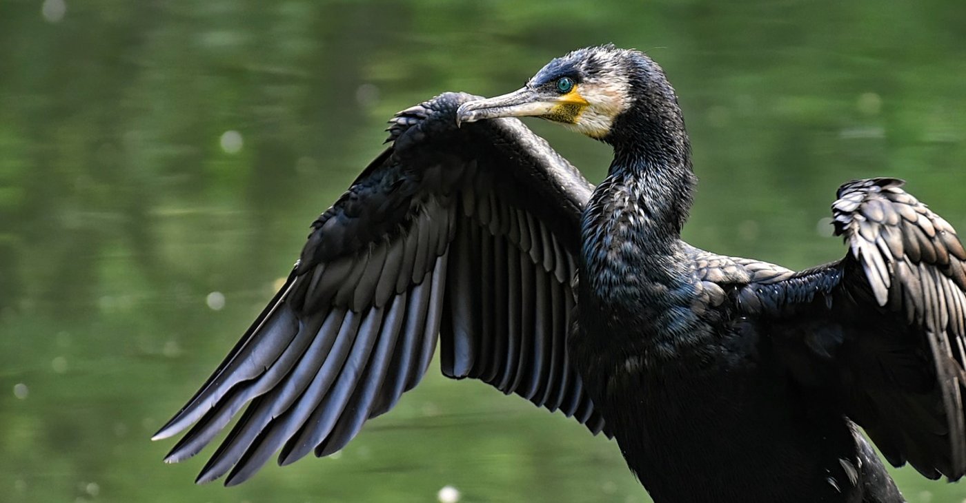 Naturschützer glauben nicht, dass der schwarz gefiederte Kormoran die Lebensgrundlage der Fischer vertilgt. (Bild Pixabay)