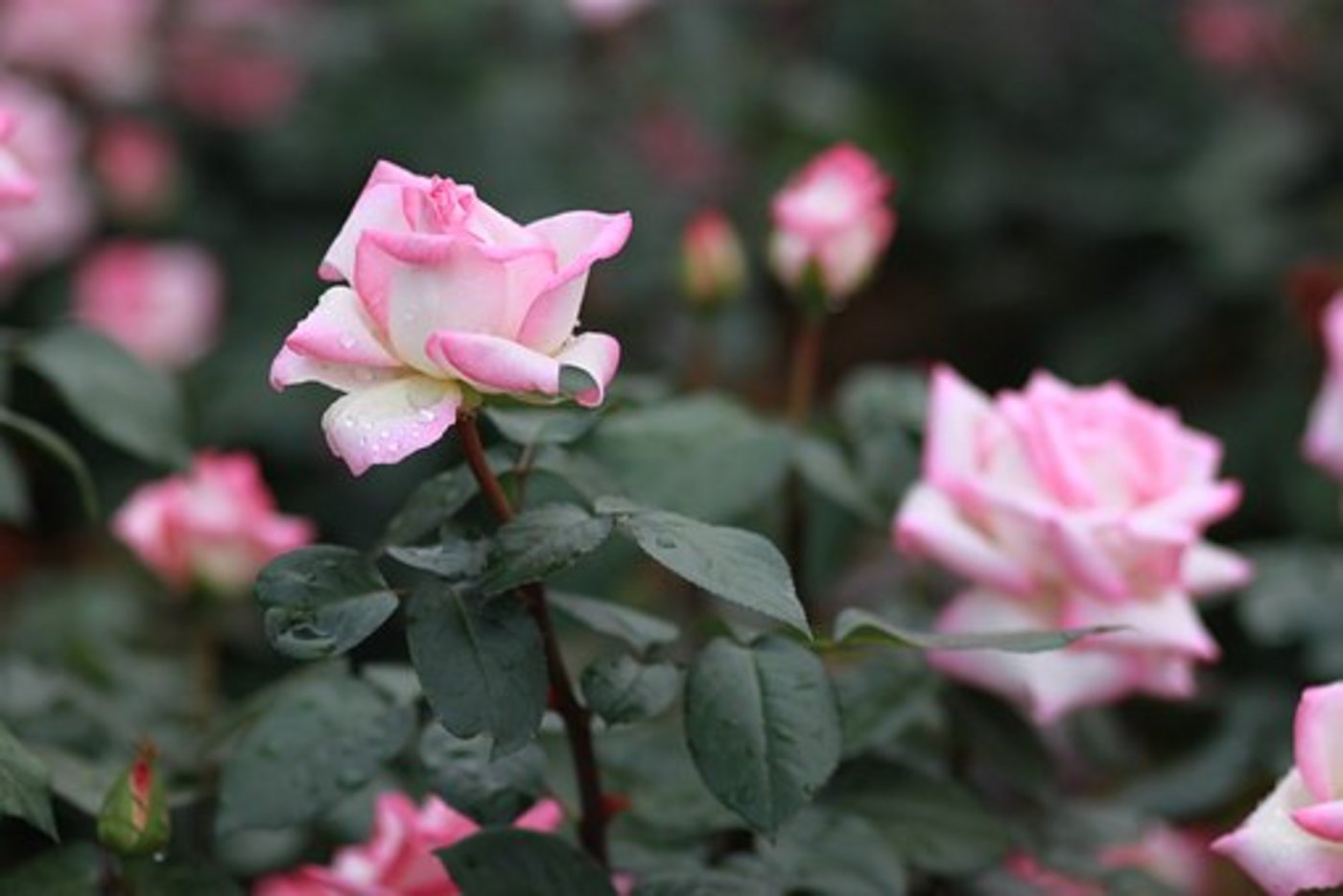 Mit der Entschlüsselung der DNA der Rose liegt nun «eines der umfassendsten Pflanzengenome» vor. (Bild Pixabay)